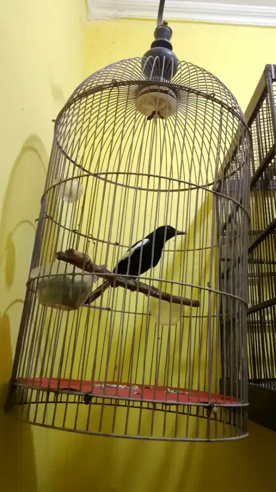 Kacer jatim dada hitam pur total body big