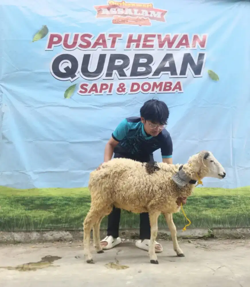 Jual Domba Qurban Bandung
