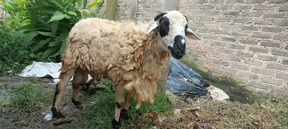 Domba jantan untuk kurban