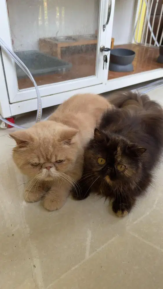 Open Adopt Kucing Persia Peaknose Jantan Betina