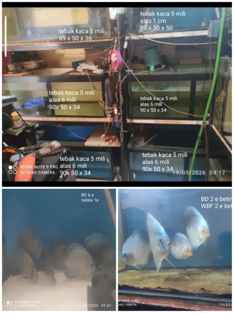 Aquarium dan ikan
