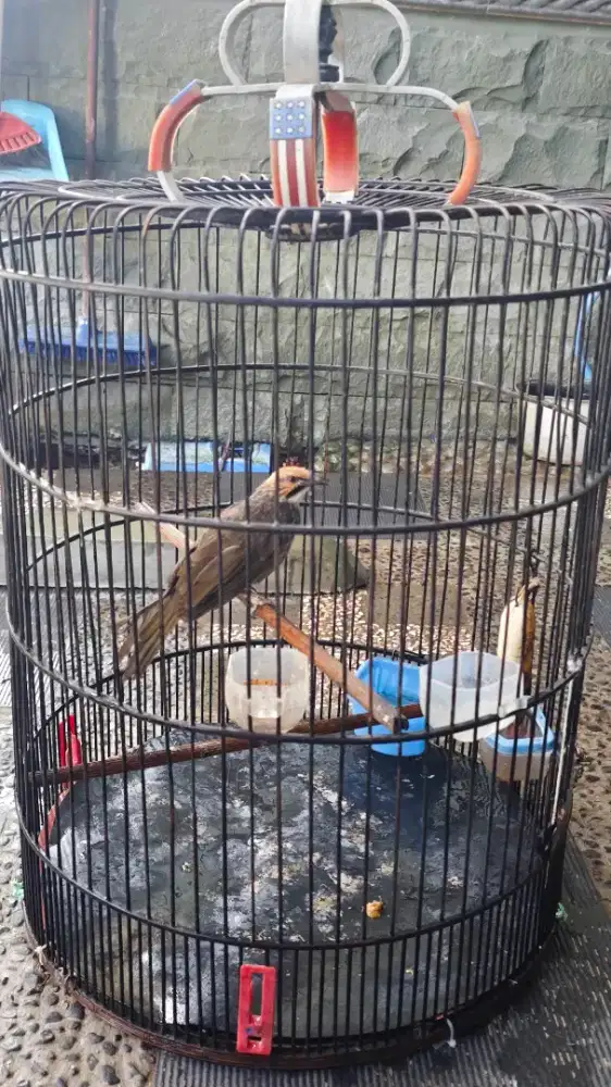 Burung Cucak Rowo