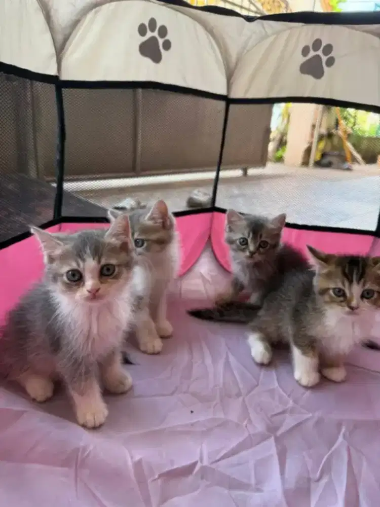 Kucing bsh x persia
