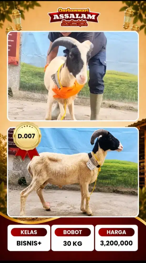 Booking Domba Qurban 2026 Sekarang, Gratis Titip Sampai Idul Adha