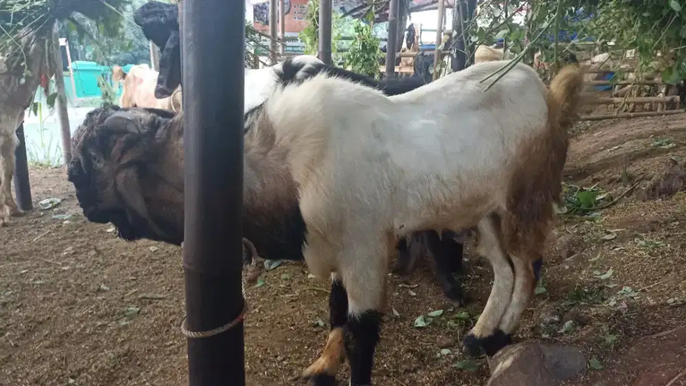 QURBAN DAN AQIQAH