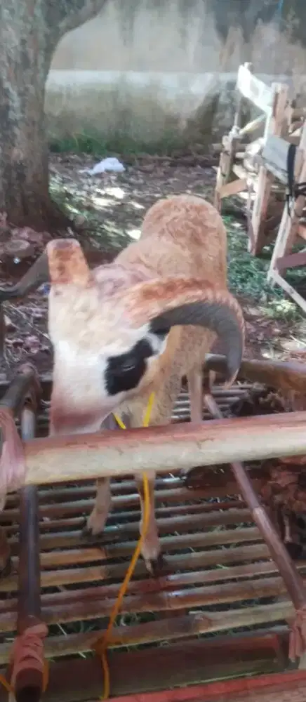 Domba qurban murah bandung 2026 grtis ongkir nego sampai deal