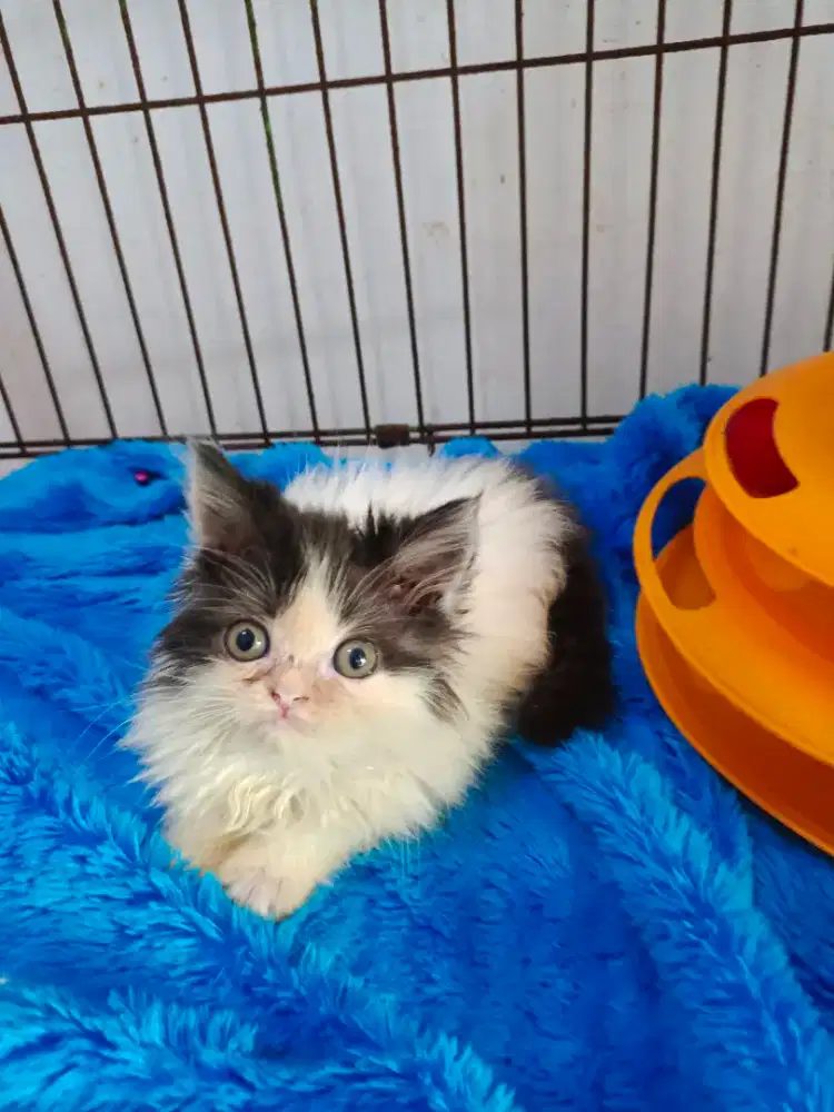 Mix breed  bsh & peaknose