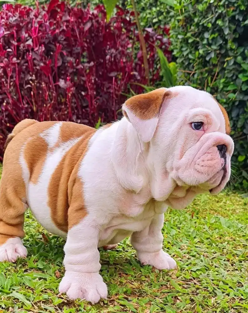 English bulldog jantan