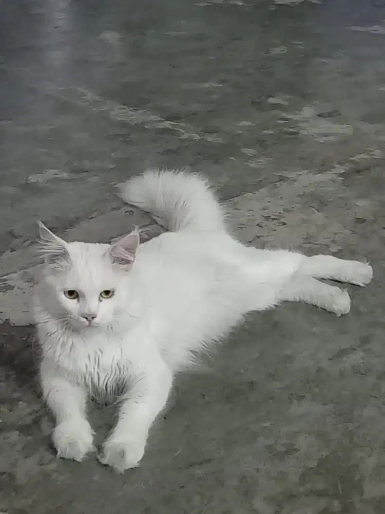 Pejantan Maine Coon