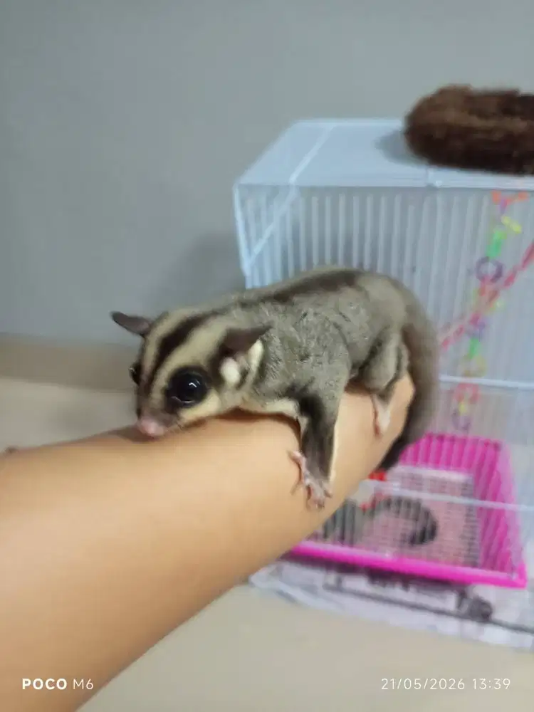 Dijual sepasang Sugar Glider umur 8 bulan