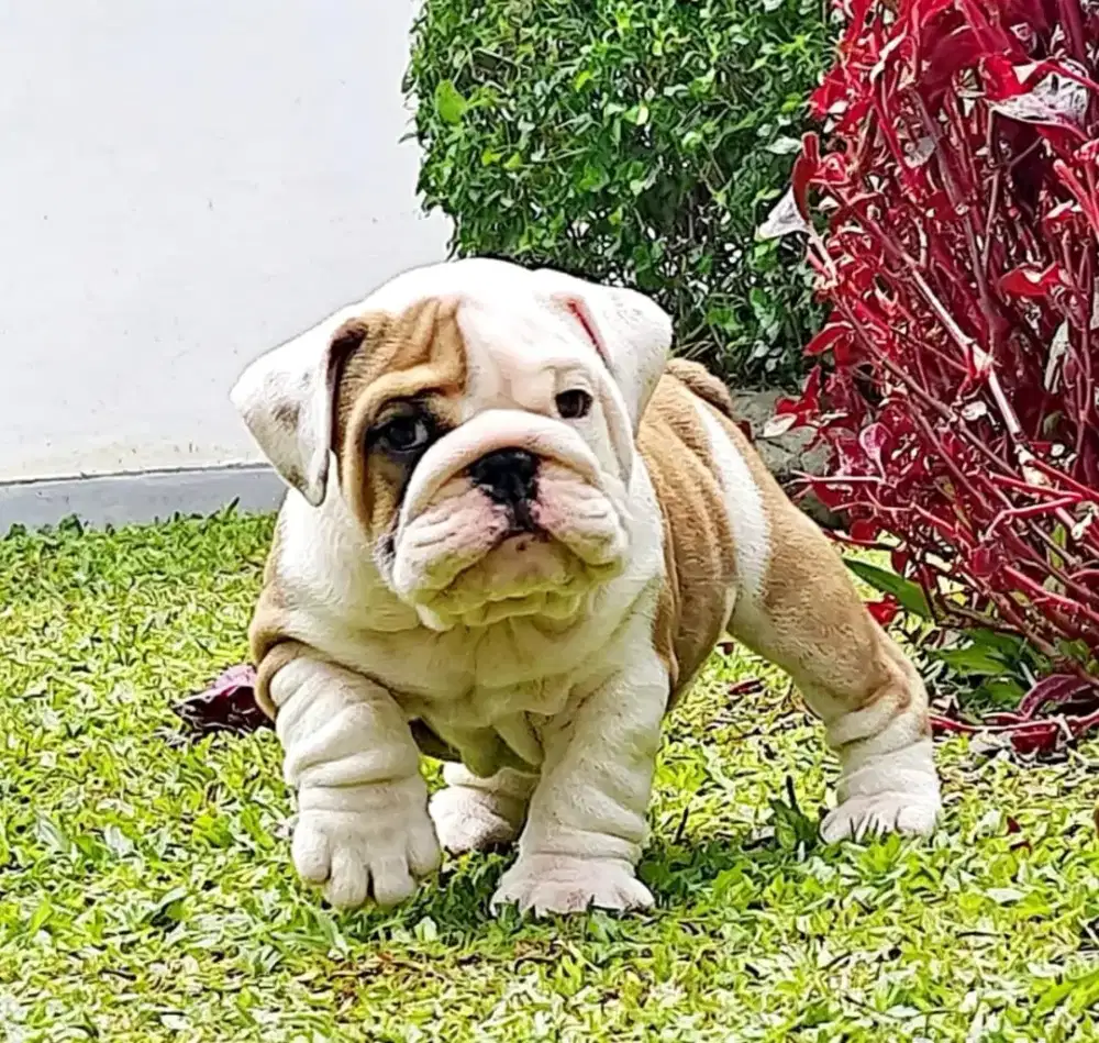 English Bulldog jantan