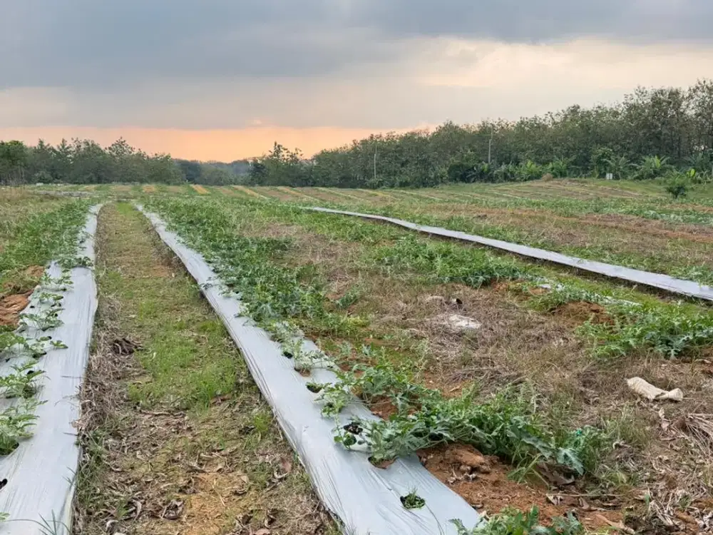 Dijual Tanah Zona Industri Indramayu, Luas 3 Hektar, 800 Meter Dari Tol