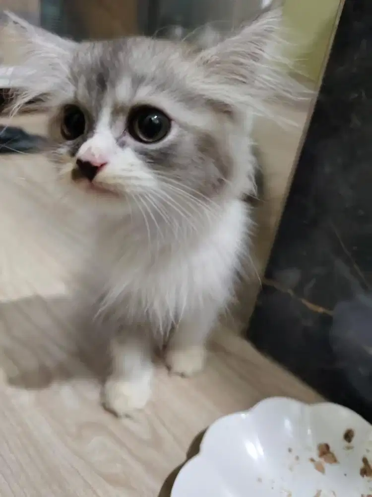 Persia mix BSH Long hair Jantan 3bln