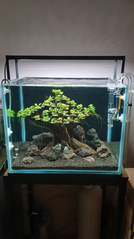 AQUASCAPE TEMA BONSAI FULLSET BESERTA MEJA AQUARIUM