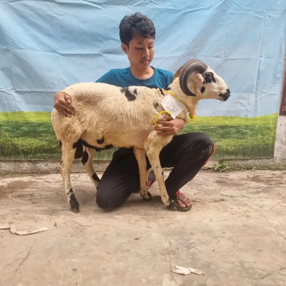 Domba qurban ready free ong se bandung raya