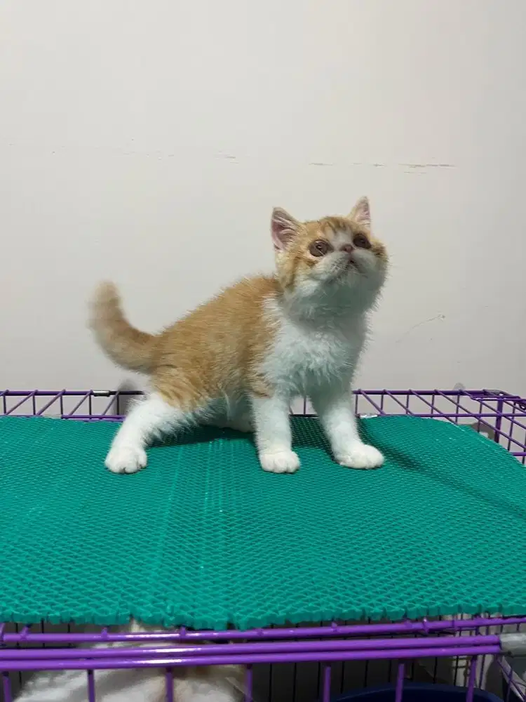 EXOTIC SHORTHAIR KITTEN