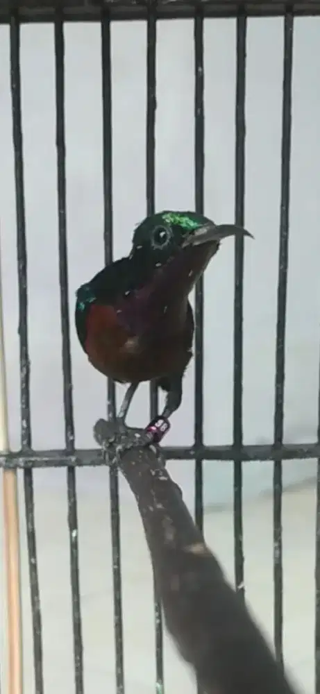 Burung kolibri ninja gacor