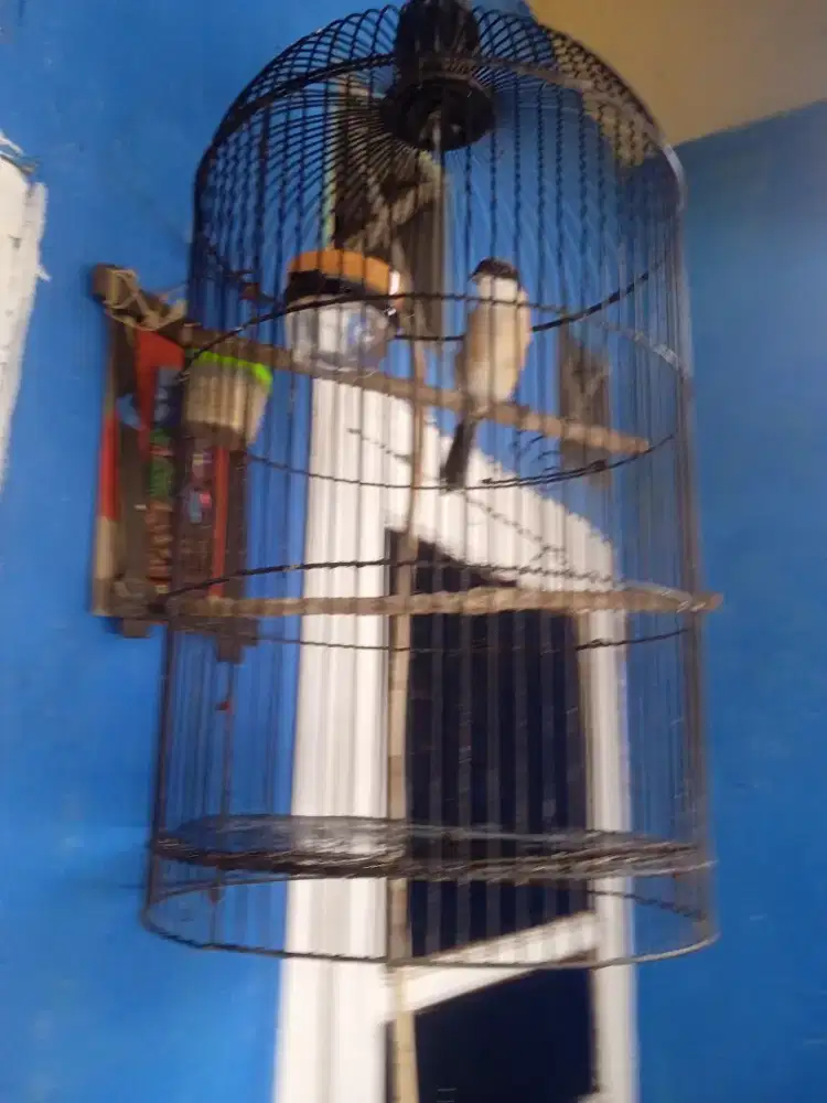 Burung pentet pilis Jabar