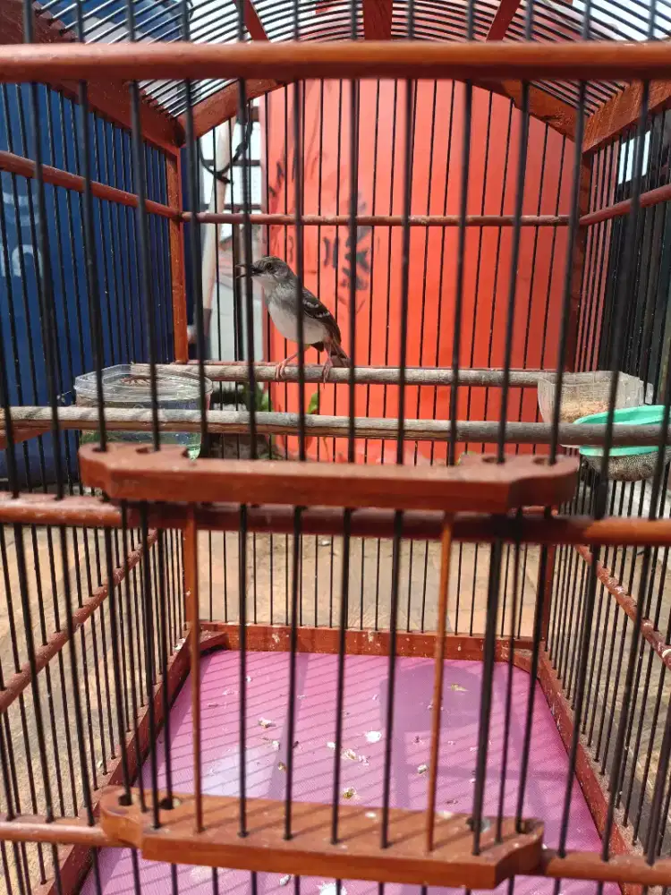 Ciblek Kristal Putih Bersih bakbren