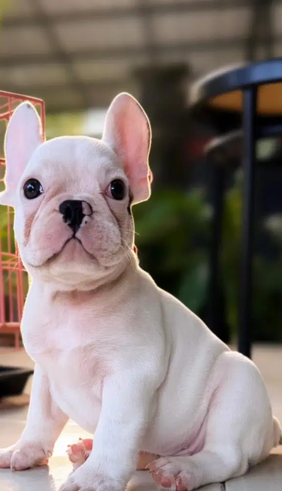 Anjing French bulldog