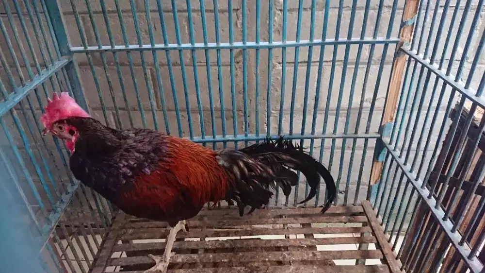 Ayam Bekisar Muda
