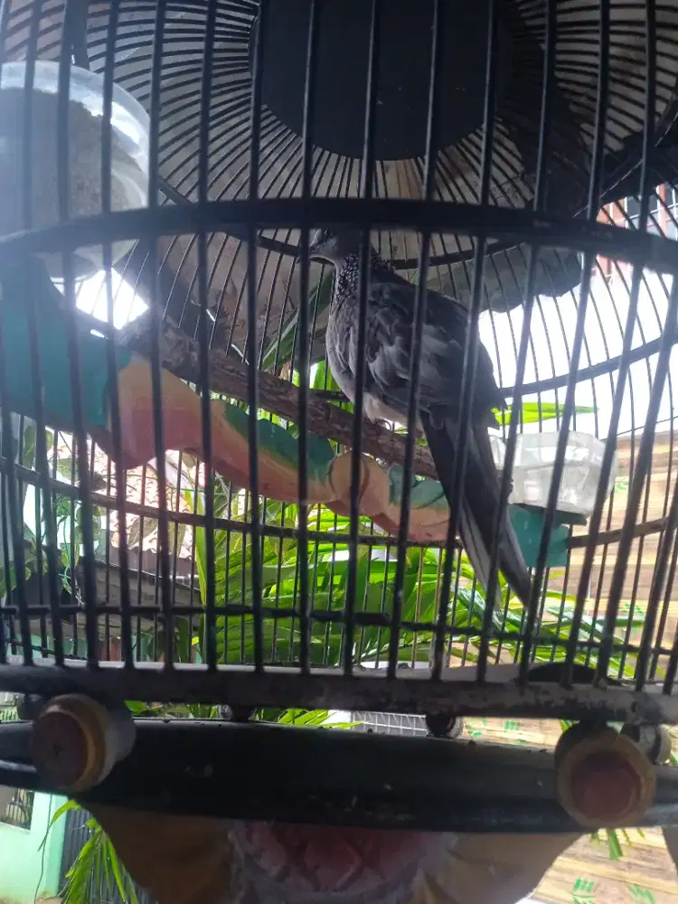 Burung tekukur   Kuk  3  Jantan