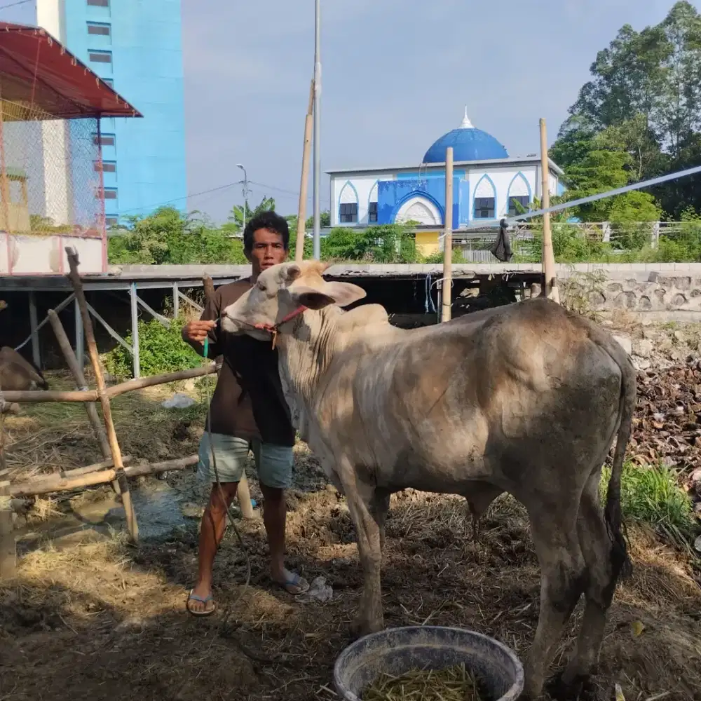 Sapi PO Silangan