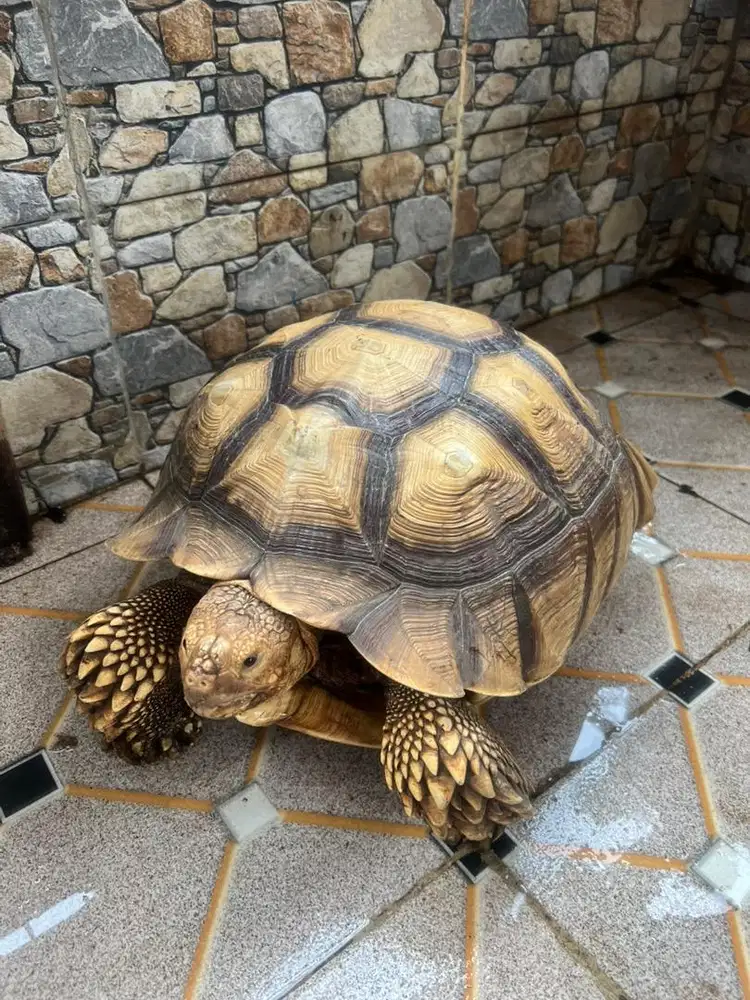 Kura-kura sulcata bulat 42cm  (Named: Hercules)