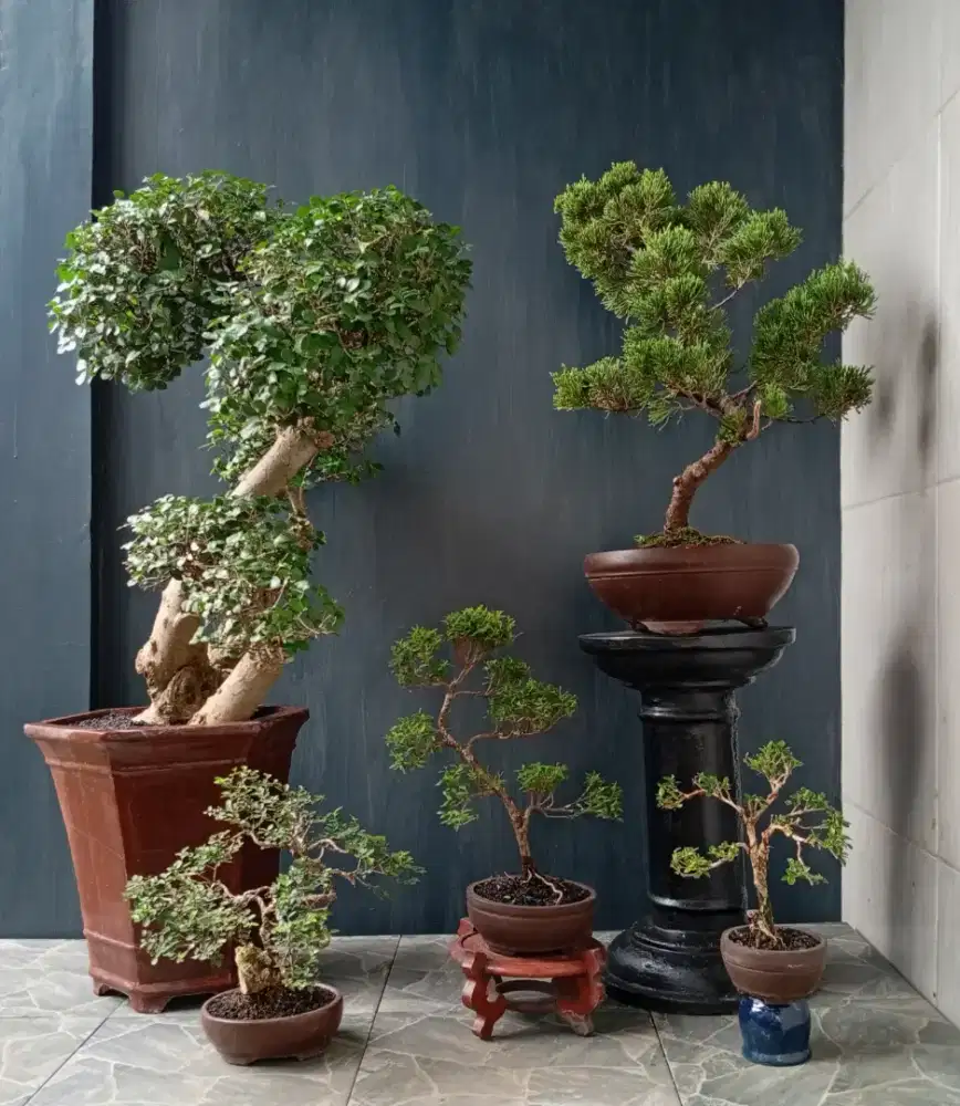 Bonsai hias cantik ada 5 pohon