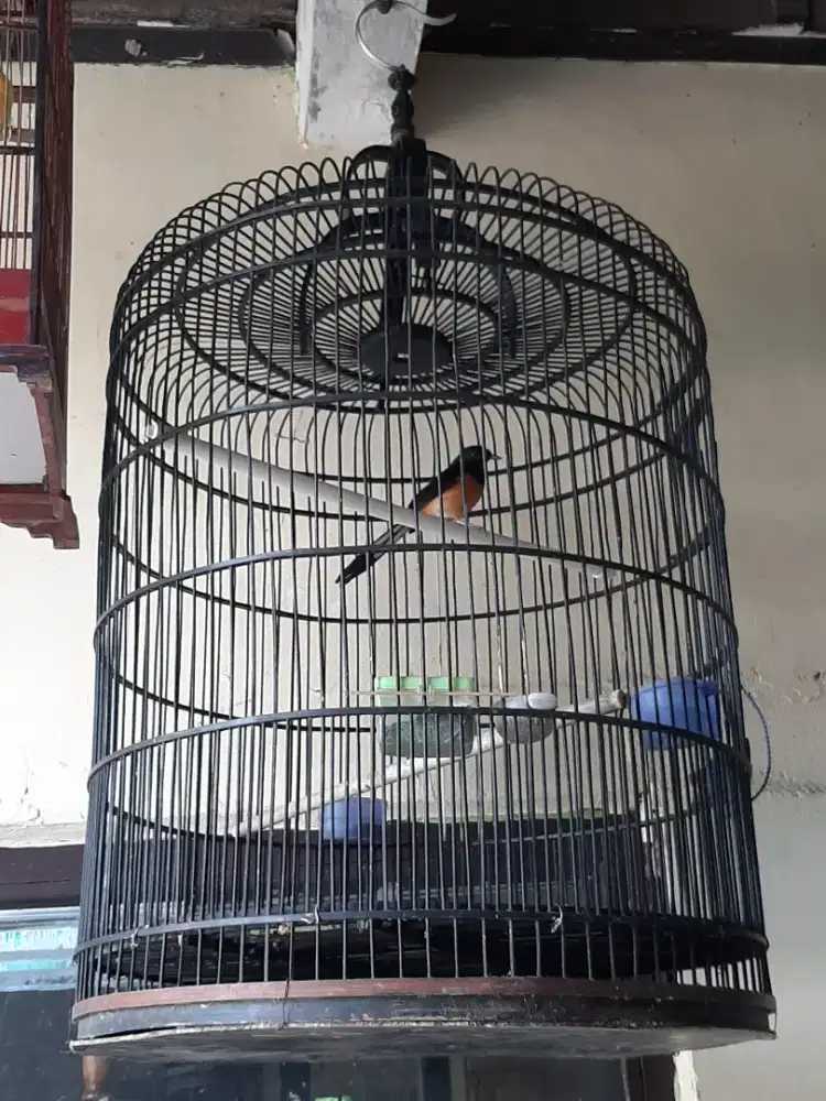 Murai batu + kandang seadanya