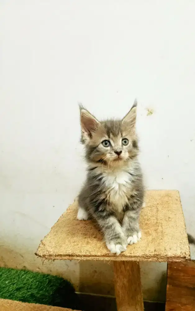 Kitten MaineCoon Jantan Pure No mix