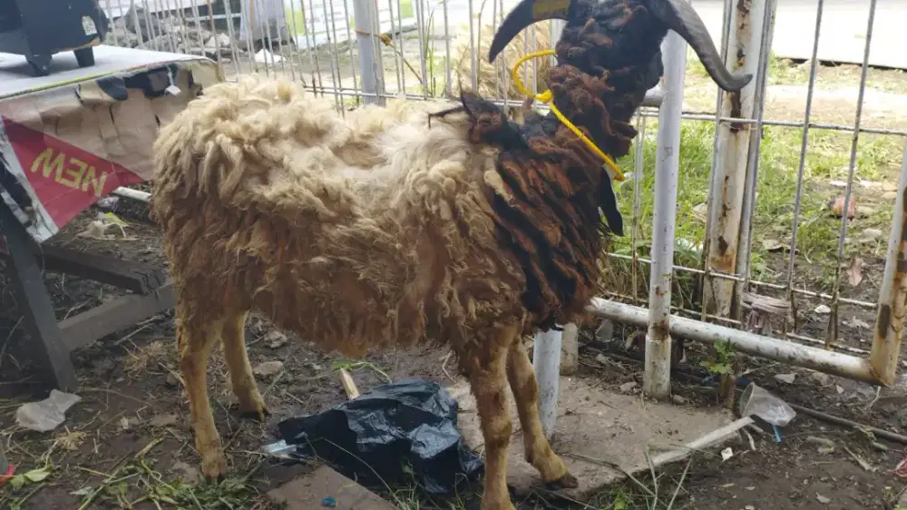 Jual hewan qurban