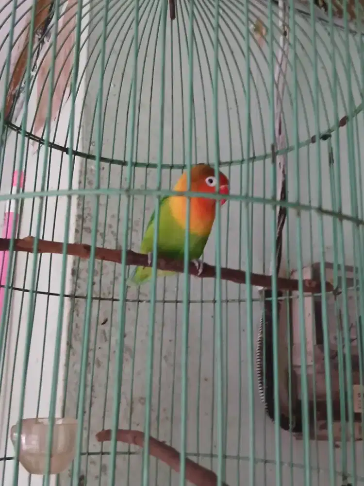 Love bird fullset