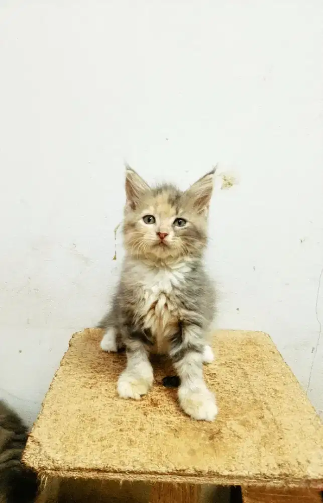 Kitten MaineCoon Betina Pure Bkn mix.