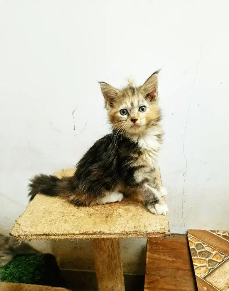 Kitten maineCoon Betina Pure No mix