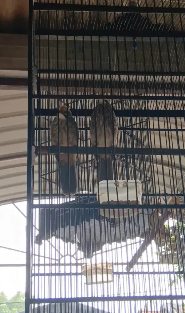 Cucak rowo pasangan