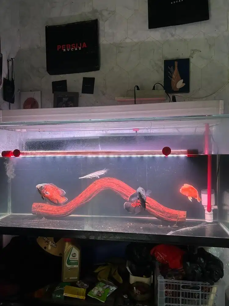 Aquarium+Ikan fulset