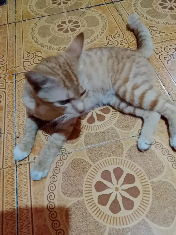 Kucing oren belang belang