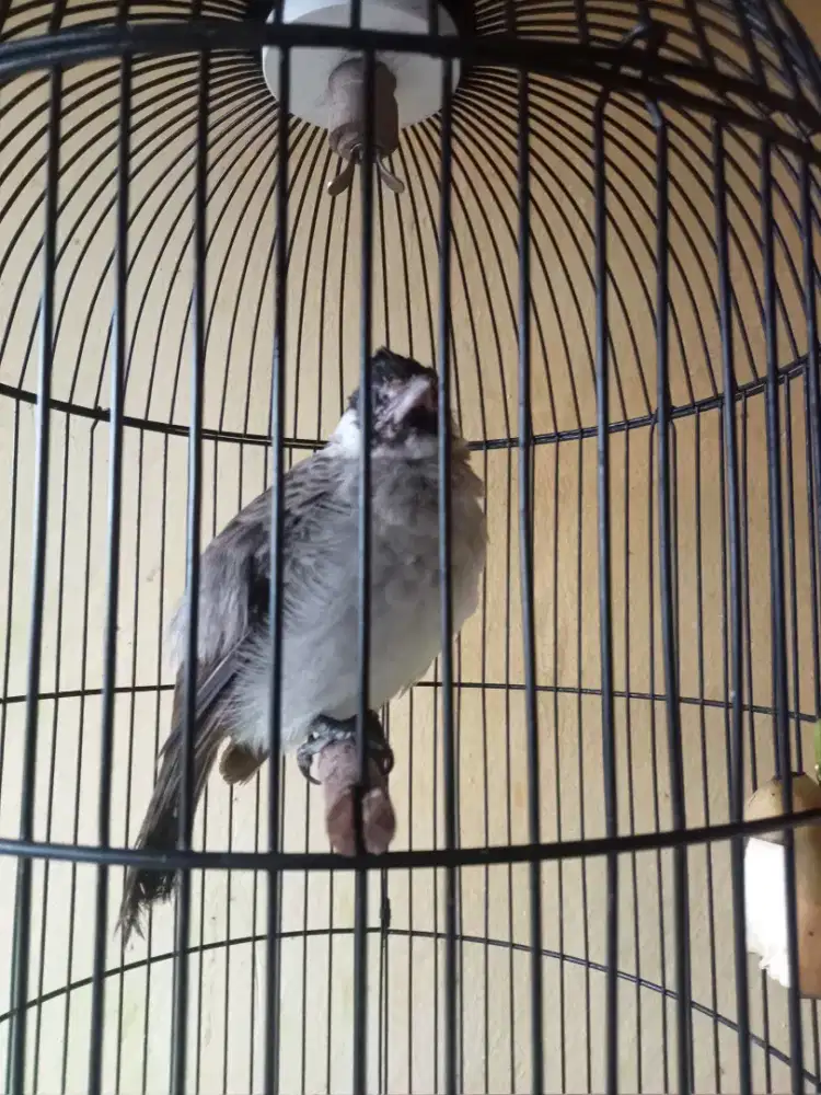 BURUNG KUTILANG MANDIRI BGT BT TT NO BURUNG KECIL BURJA VS BURJA