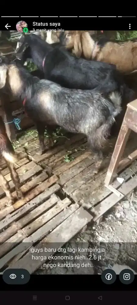 menjual Kambing Siap Qurban