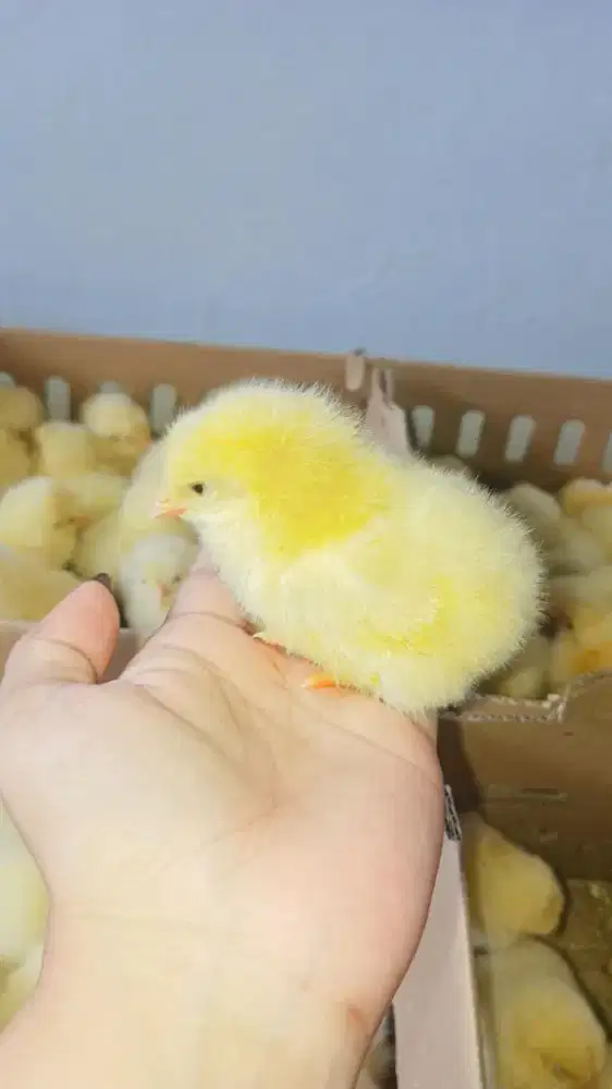 DOC Ayam Broiler