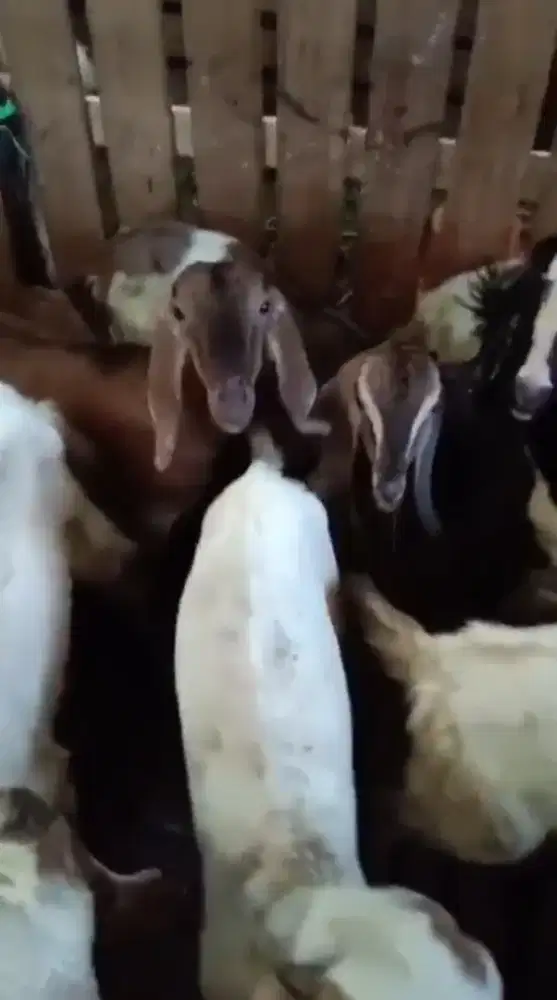 Menerima Sapi dan Kambing Kurban Aqiqah
