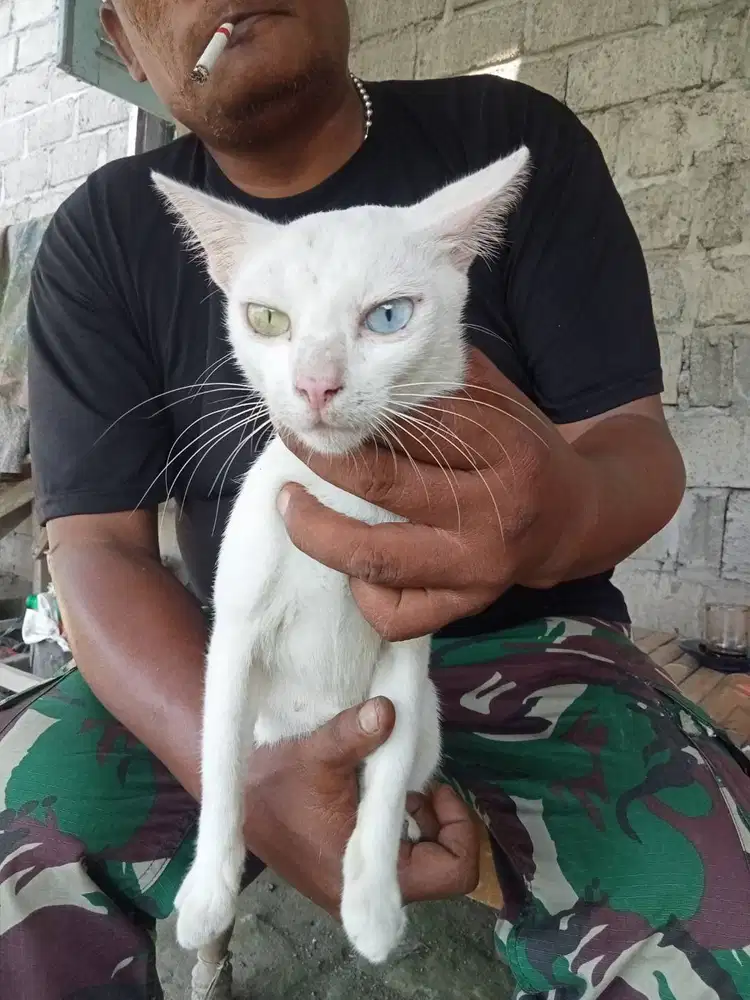 KUCING LANGKA (ODD-EYE)