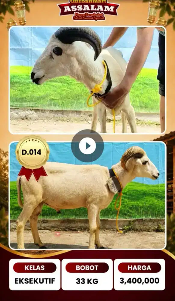 Domba garut cocok untuk qurban dan aqiqah