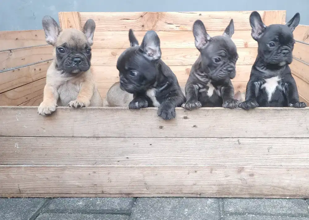 French bulldog ibc