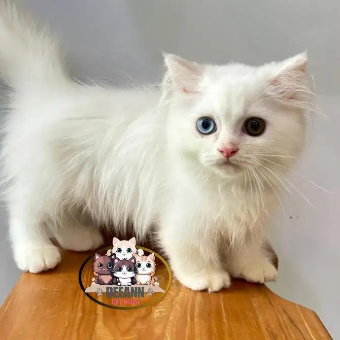 Kucing Munchkin BLH White Odd Eyes