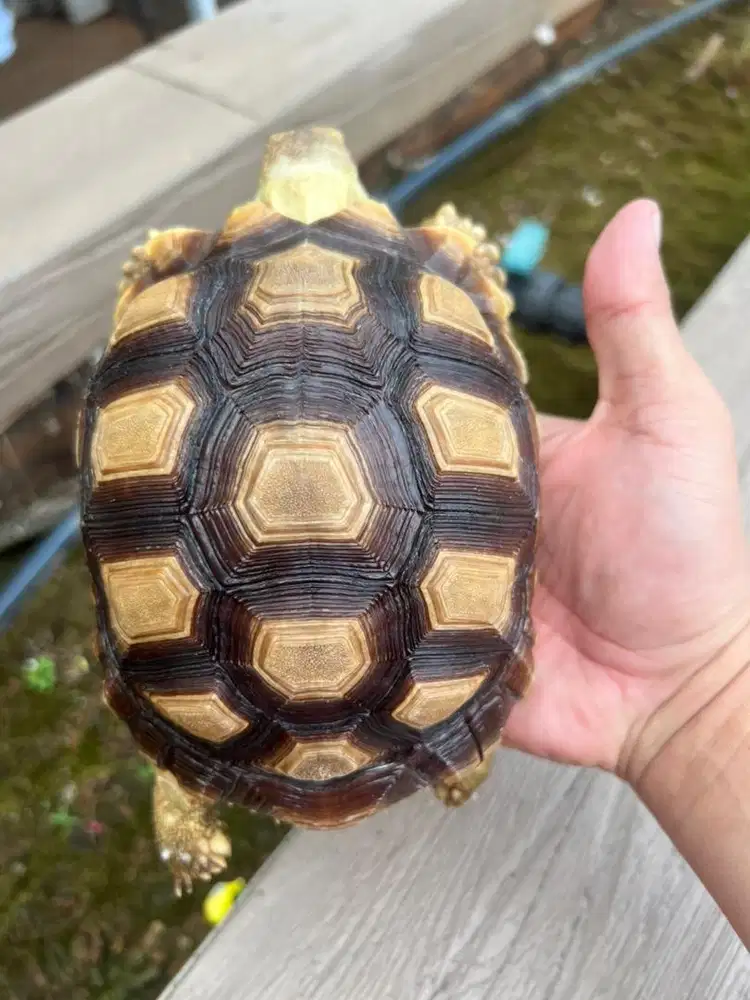 sulcata superman 12scute rare