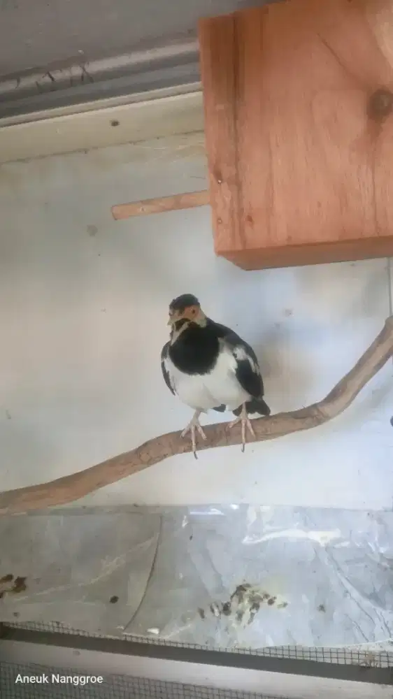 Jalak Suren gacor jinak