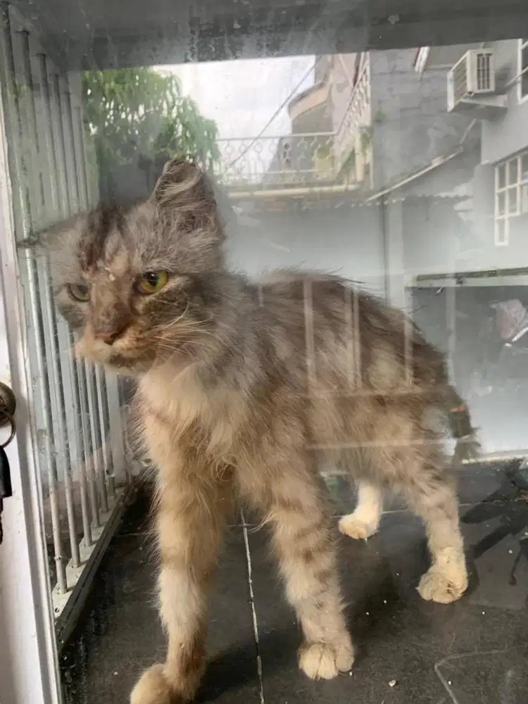 Kucing mix maincoon