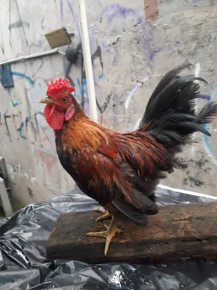 AYAM KATE REMAJA JANTAN JENGGER SUMPEL